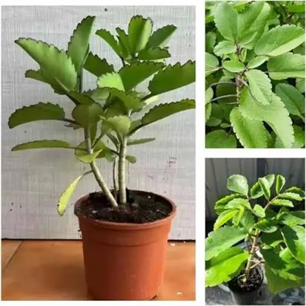 Kalanchoe_Succulent_Plant_In_Pot_Patharchatta_Or_Mother_Of_Thousands