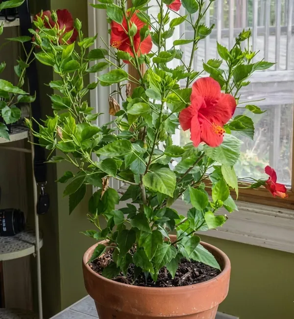 Red_Hibiscus_Flowering_Plant_Indoor_Or_Outdoor_Ornamental_Plant