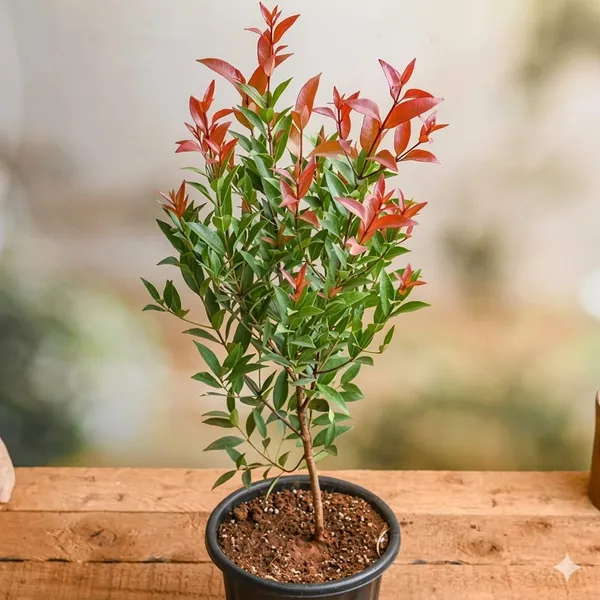 Red_Lip_Plant_In_Pot_Ornamental_Syzygium_Plant_With_Colorful_Foliage_For_Home_Decor