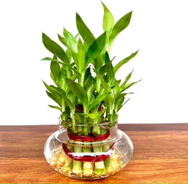 3_Layer_Lucky_Bamboo_Plant_In_Pot_With_Decorative_Base_Indoor_Plant_For_Home_Decor