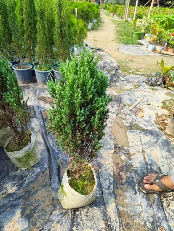 Golden_Cypress_Upright_Columnar_Style_|_Thuja_Plant