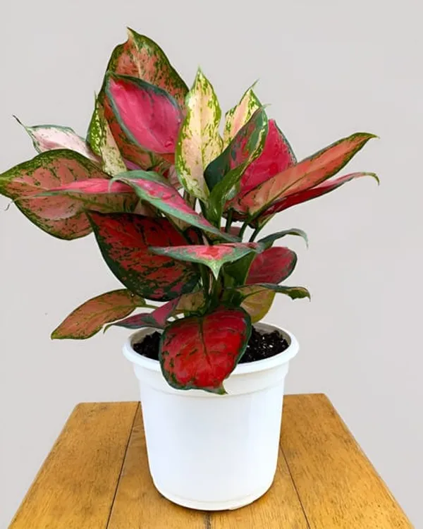 Red_And_Pink_Aglaonema_Plant_With_Pot_Indoor_Plant_For_Home_Decor