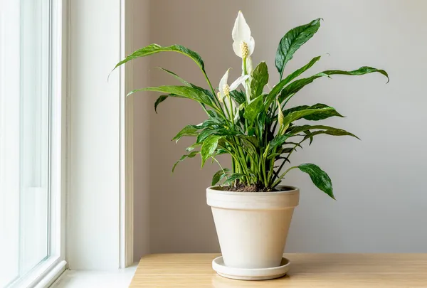 White_Peace_Lily_Indoor_Plant_In_Pot_Indoor_Flowering_Plant_For_Home_Decor