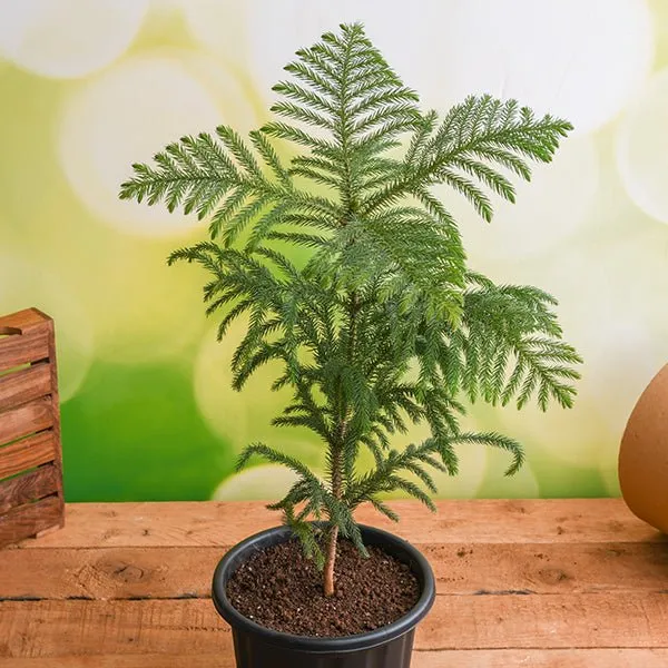 Christmas_Tree_Thuja_Plant_For_Home_And_Garden
