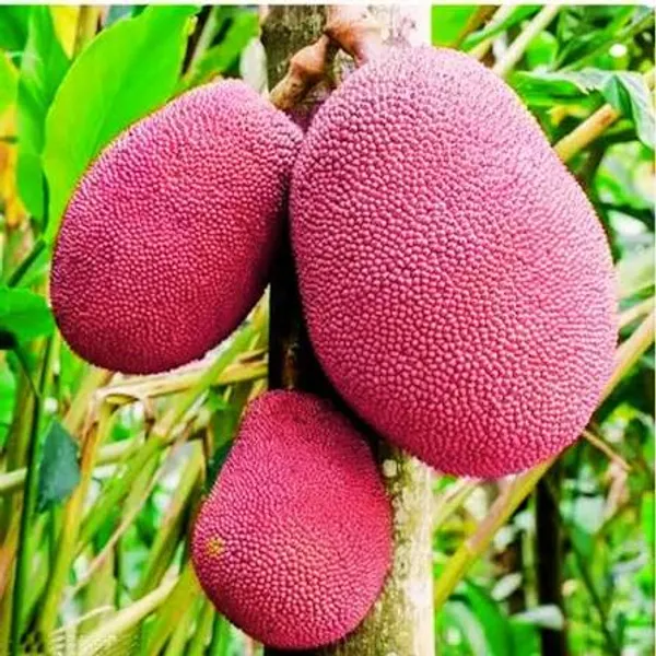 Thai_Variety_Red_Jackfruit_Plant_Sapling_Tropical_Fruit_Tree_For_Home_Garden