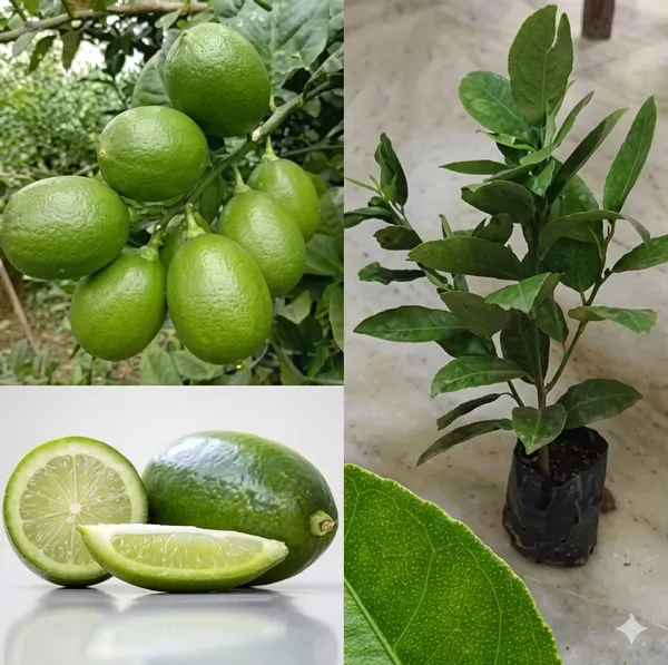All_Season_Kagzi_Lemon_Plant_Citrus_Tree_Fruit_Vine_For_Home_Garden