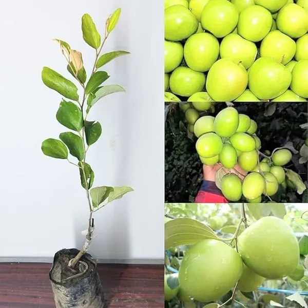 Hybrid_Bar_Apple_Fruit_Tree_Sapling_Fruit_Vine_For_Home_Garden