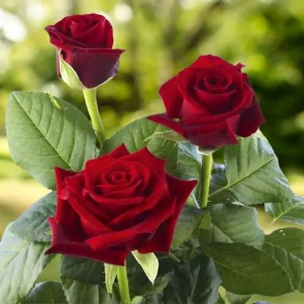 Red_Rose_Plant_In_Pot_Flowering_Plant_For_Home_And_Garden