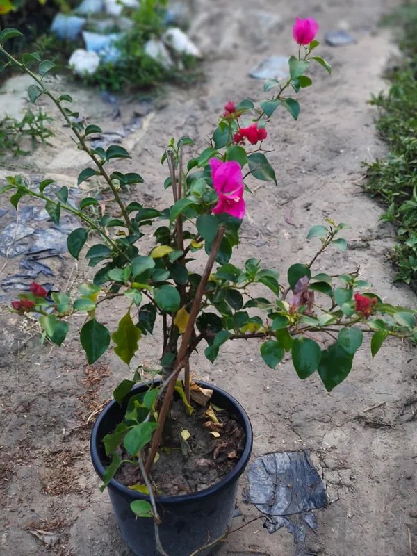 Bougainvillea_Plant_Flowering_Ornamental_Plant_For_Home_And_Garden