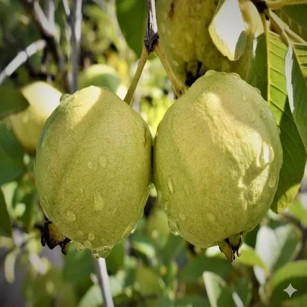 All_Time_Thai_Red_Diamond_Guava_Plant_Psidium_Guajava_Fruit_Vine_For_Home_Garden