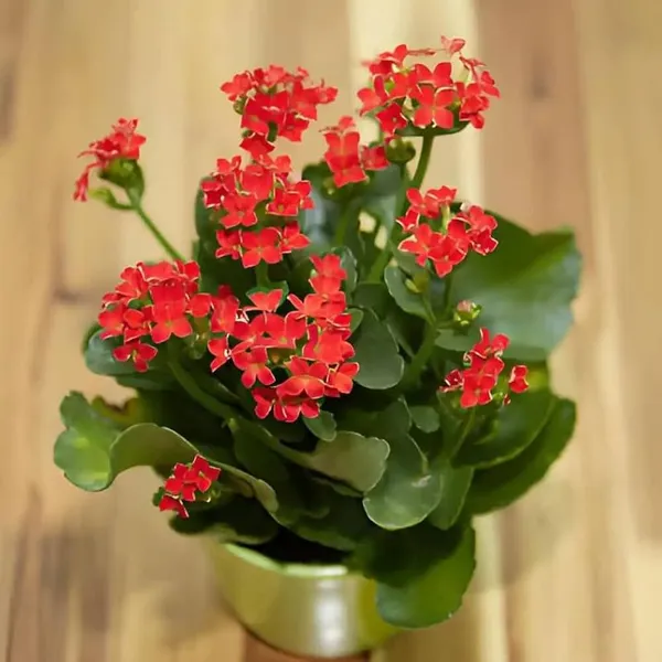 Kalanchoe_Red_Flower_Plant_In_Pot_Indoor_Plant_For_Home_Decor