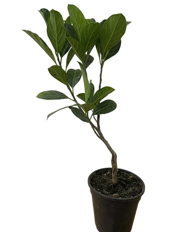 Thai_Variety_Red_Jackfruit_Plant_Sapling_Tropical_Fruit_Tree_For_Home_Garden