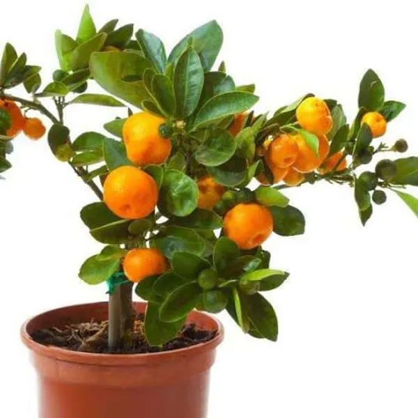 Nagpur_Orange_Citrus_Fruit_Plant_Fruit_Vine_For_Home_Garden