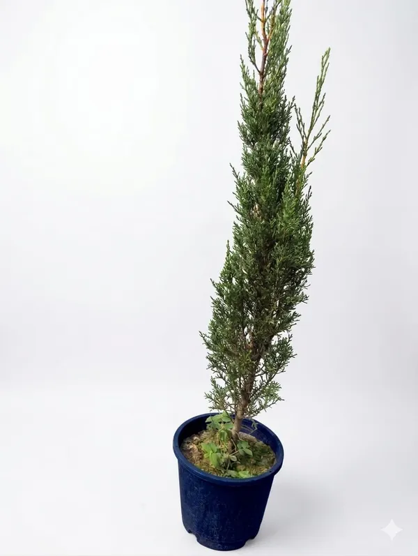 Golden_Cypress_Upright_Columnar_Style_|_Thuja_Plant
