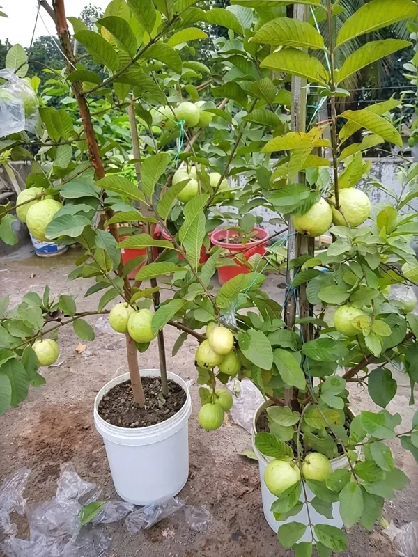 White_Diamond_Guava_Plant_Sapling_Fruit_Vine_For_Home_Garden