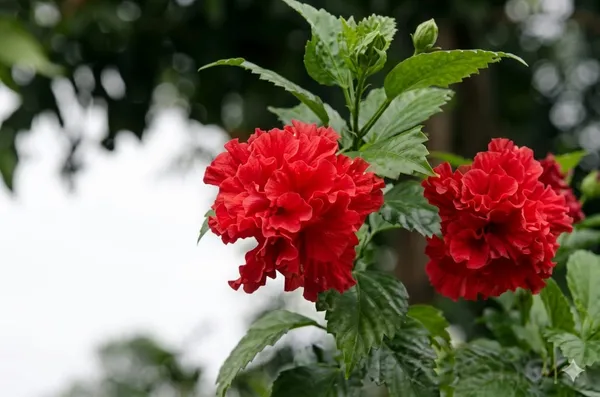 Red_Double_Petal_Hibiscus_Flower_Plant_In_Pot_|_Premium_Quality