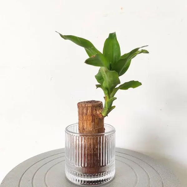 Lucky_Wood_Plants_In_Pots_Indoor_Plant_For_Home_Decor_Pack_Of_2