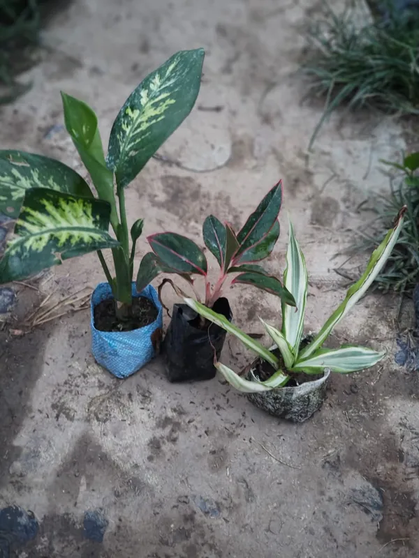 Indoor_Plant_Combo_Pack_Of_3_Dieffenbachia_And_Lipstick_And_Dracaena_In_Decorative_Pots