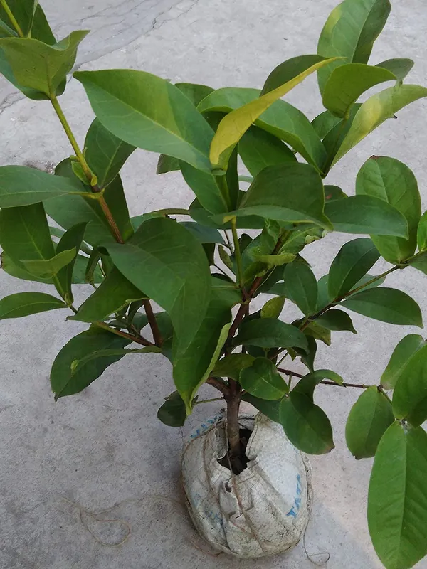White_Missile_Water_Apple_Plant_Fruit_Vine_For_Home_Garden