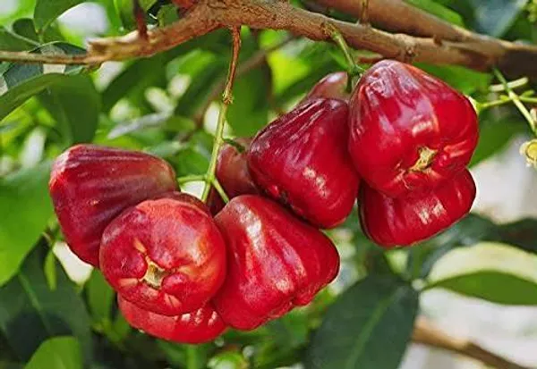 Thai_Pink_Water_Apple_Jambu_Plant_Sapling_Fruit_Vine_For_Home_Garden