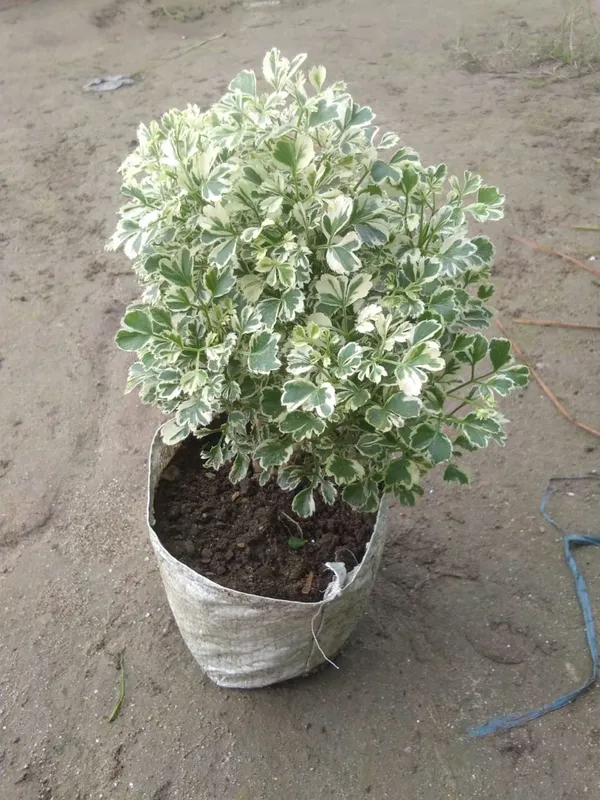 White_Aralia_Plant_Green_And_White_Foliage_Indoor_Plant_For_Home_Decor