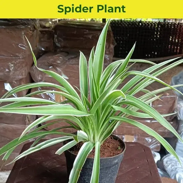 Variegated_Spider_Plant_Chlorophytum_Comosum_Green_And_White_Striped_Indoor_Air_Purifying_Plant