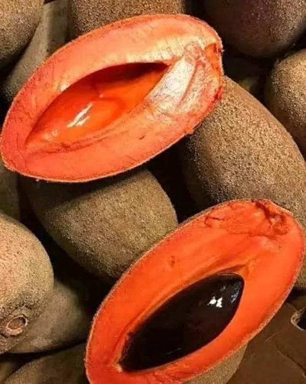Thai_Variety_Extremely_Sweet_Sapota_Plant_Chikoo_Or_Sapodilla_Fruit_Vine_For_Home_Garden