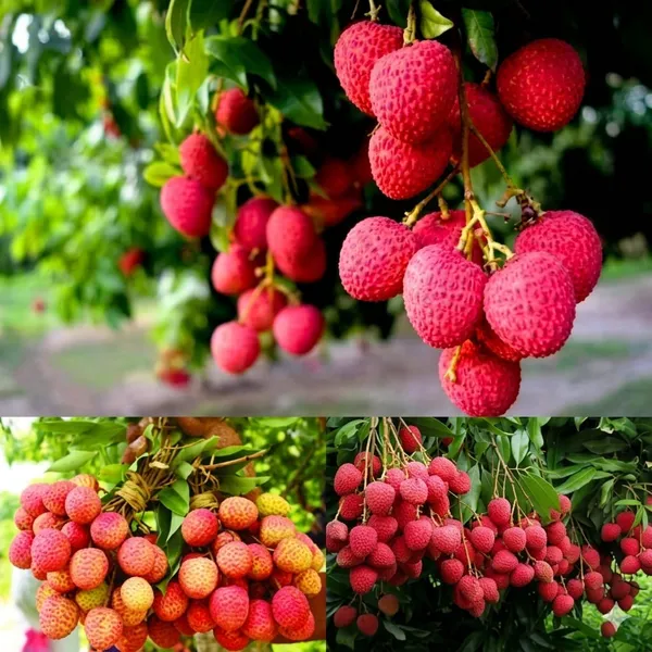 Lychee_Fruit_Plant_Tropical_Fruit_Plant_Fruit_Vine_For_Home_Garden