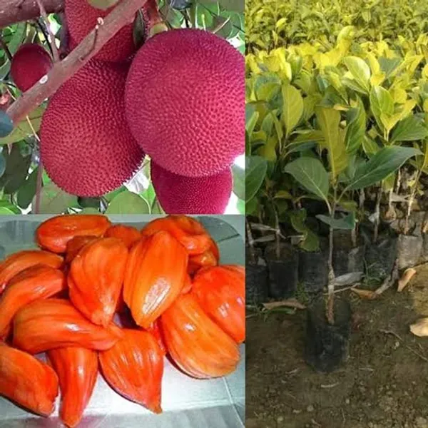 Thai_Variety_Red_Jackfruit_Plant_Sapling_Tropical_Fruit_Tree_For_Home_Garden