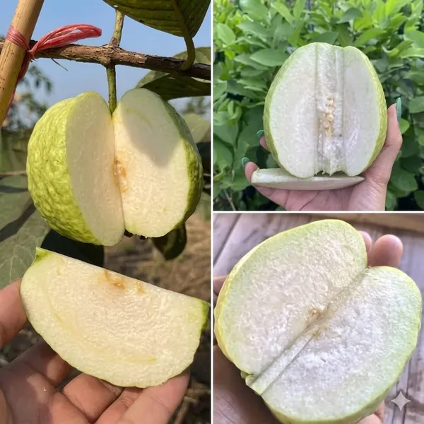 White_Diamond_Guava_Plant_Fresh_Fruit_Tree_For_Home_Garden