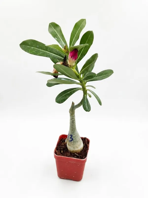 Desert_Rose_Adenium_Plant_Grafted_In_Pot_Ornamental_Indoor_Or_Outdoor_Plant