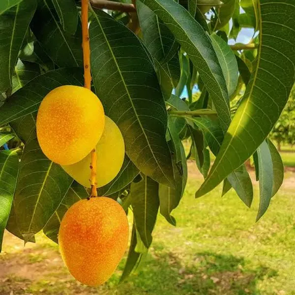 Hybrid_Alphonso_Mango_Plant_Grafted_Fruit_Tree_For_Home_Garden