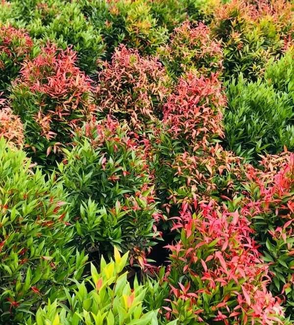 Red_Lip_Plant_In_Pot_Ornamental_Syzygium_Plant_With_Colorful_Foliage_For_Home_Decor