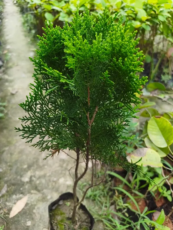 Thuja_Ornamental_Cypress_For_Home_And_Garden_Decor