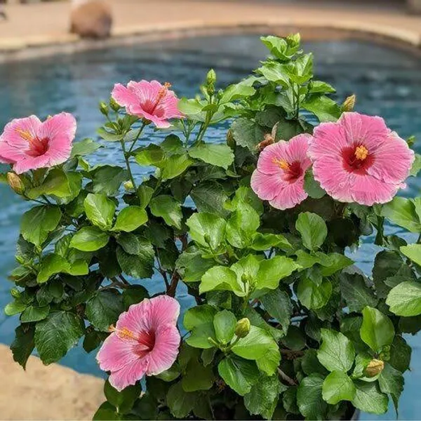 Pink_Hibiscus_Flowering_Plant_In_Pot