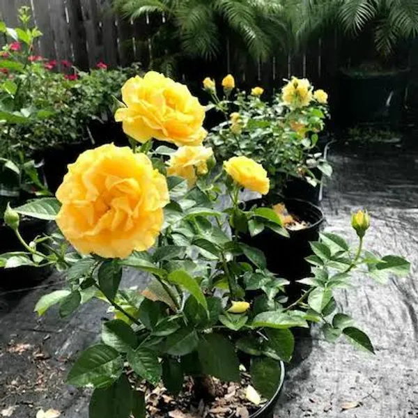 Yellow_Rose_Plant_In_Pot_Flowering_Plant_For_Home_And_Garden