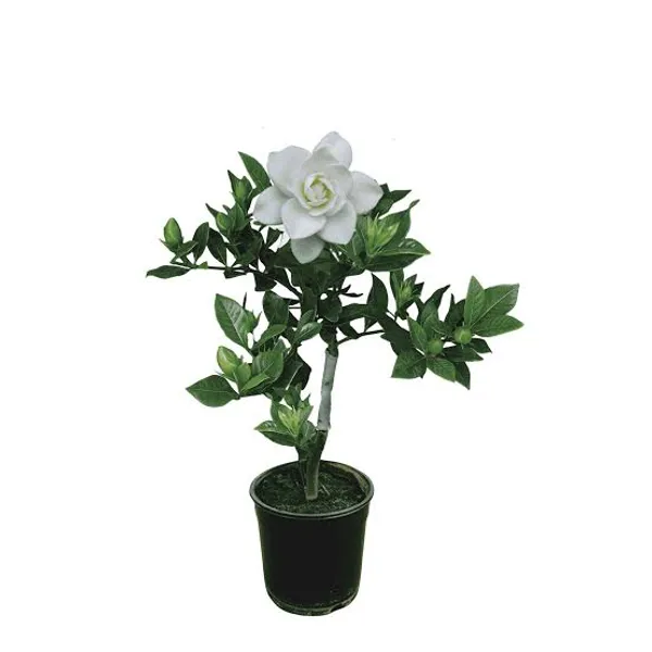 Gandharaj_Flower_Plant_In_Pot