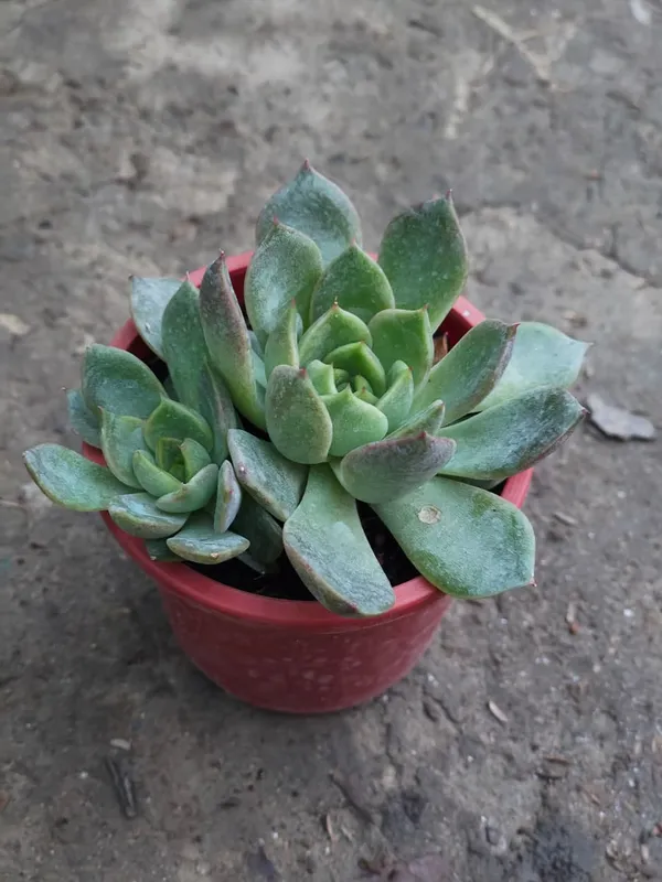 Premium_Decorative_Succulent_Plant_In_Plastic_Pot_Echeveria_Variety_Set_Of_1