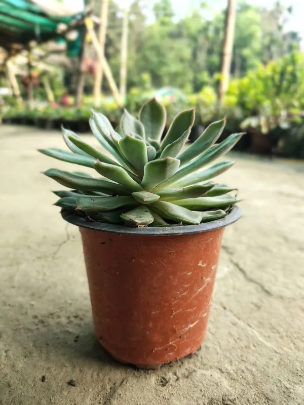Premium_Decorative_Succulent_Plant_In_Plastic_Pot_Echeveria_Variety_Set_Of_1