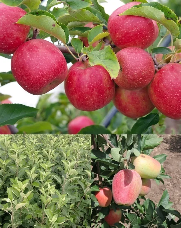 Apple_Tree_Sapling_In_Pot_Fruit_Plant_For_Home_Garden_Suitable_In_All_Weather