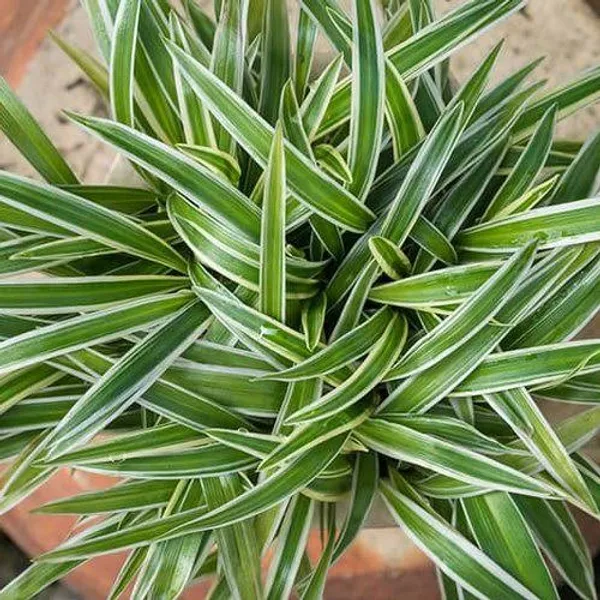 Variegated_Spider_Plant_Chlorophytum_Comosum_Green_And_White_Striped_Indoor_Air_Purifying_Plant