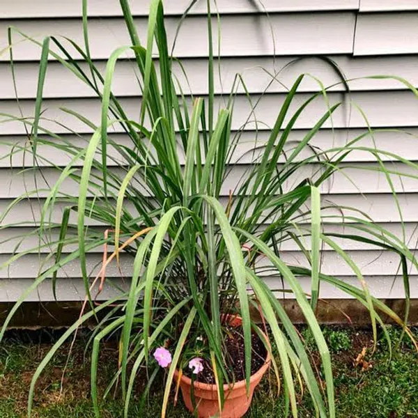 Lemongrass_Plant_Cymbopogon_Herb_Plant_In_Pot