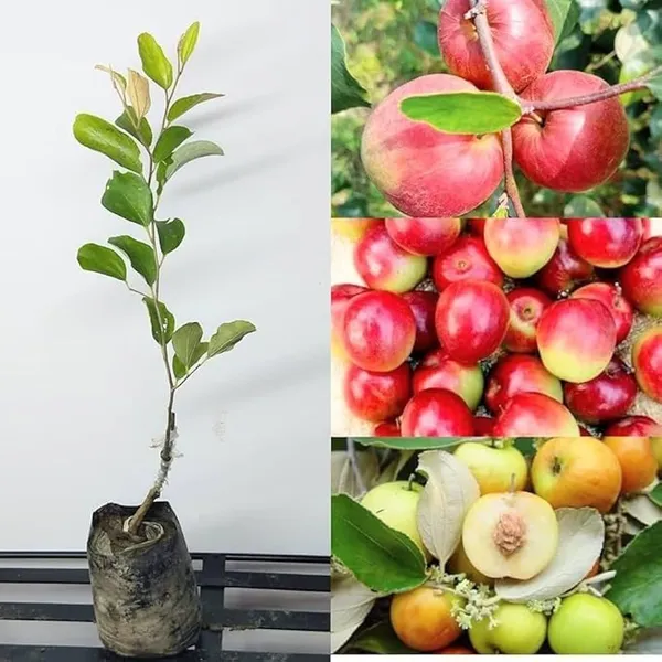 Rare_Premium_Quality_Hybrid_Red_Bar_Apple_Plant_Fruit_Vine_For_Home_Garden