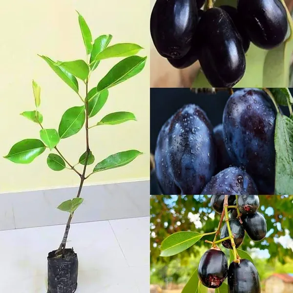 Black_Jamun_Java_Plum_Plant_Sapling_Fruit_Vine_For_Home_Garden