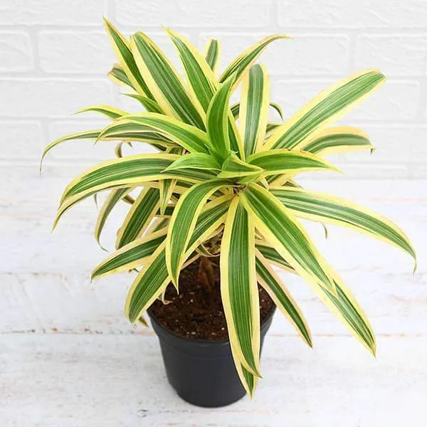 Dracaena_Reflexa_Song_Of_India_Variegated_Indoor_Plant_With_Pot