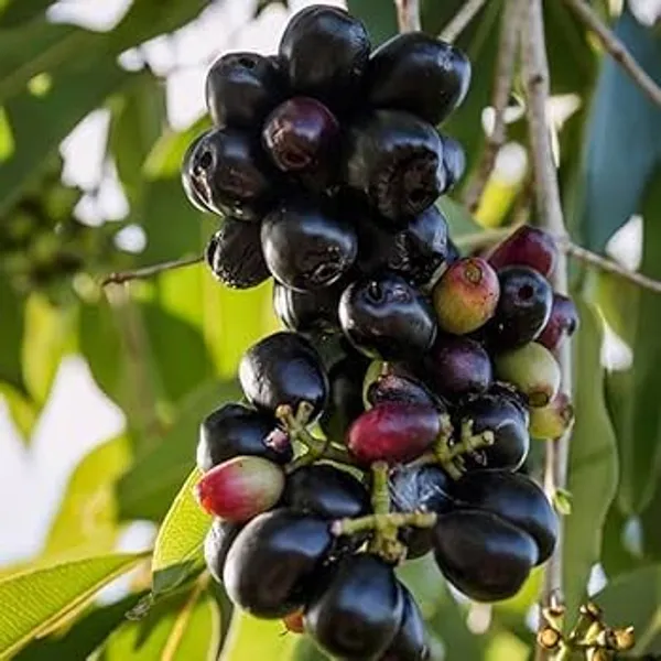 Black_Jamun_Java_Plum_Plant_Sapling_Fruit_Vine_For_Home_Garden