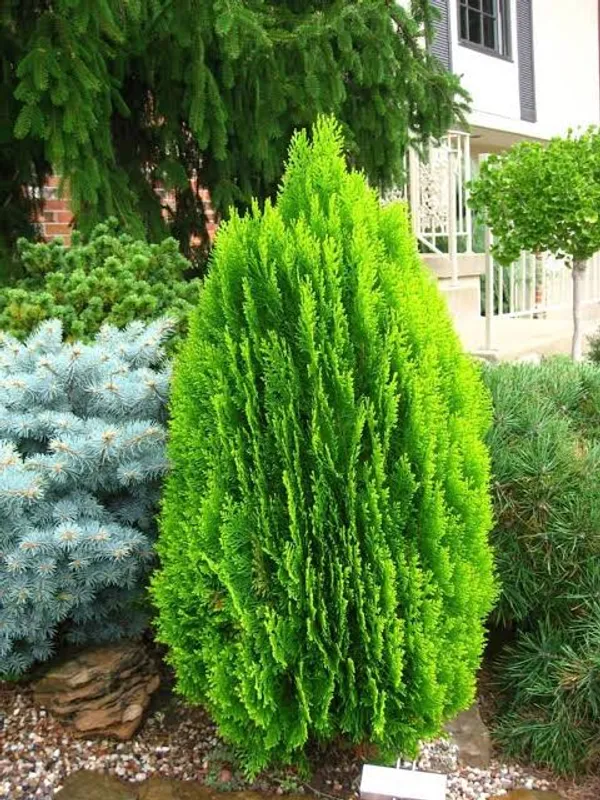 Thuja_Ornamental_Cypress_For_Home_And_Garden_Decor
