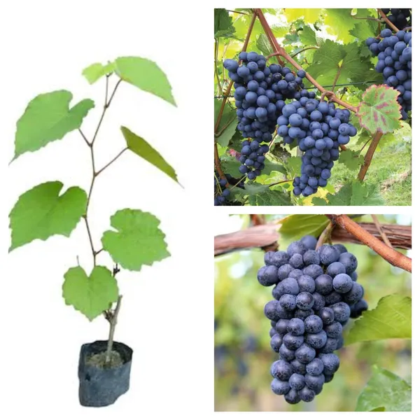 Premium_Black_Grape_Plant_Fruit_Vine_For_Home_Garden