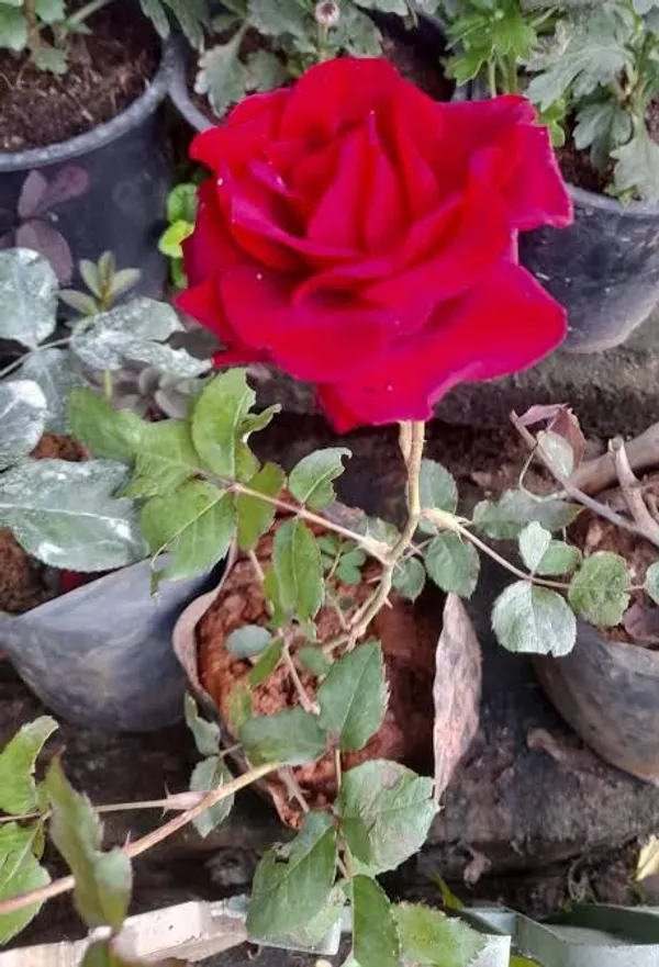 Red_Rose_Plant_In_Pot_Flowering_Plant_For_Home_And_Garden