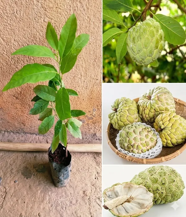 Custard_Apple_Or_Fresh_Sugar_Apple_Sitaphal_Premium_Quality_Tropical_Fruit_Plant